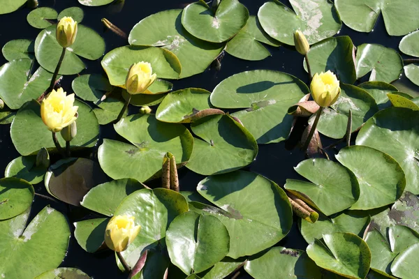 Stock image Water lilies in a pond