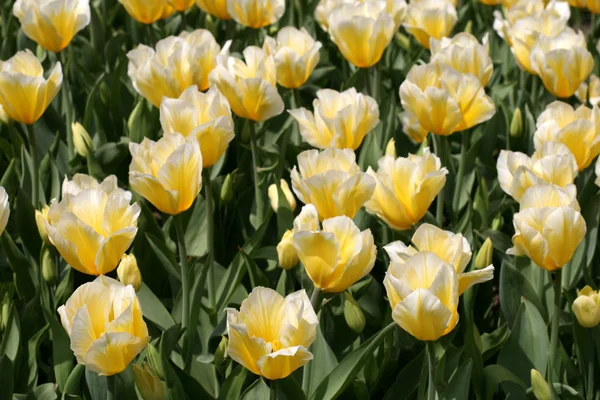 Stock image Tulips