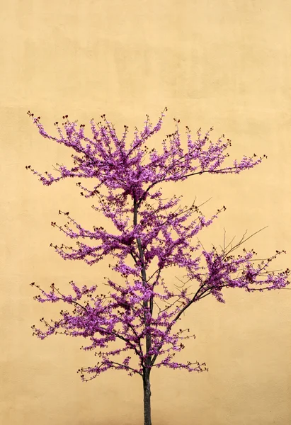 stock image Cherry tree