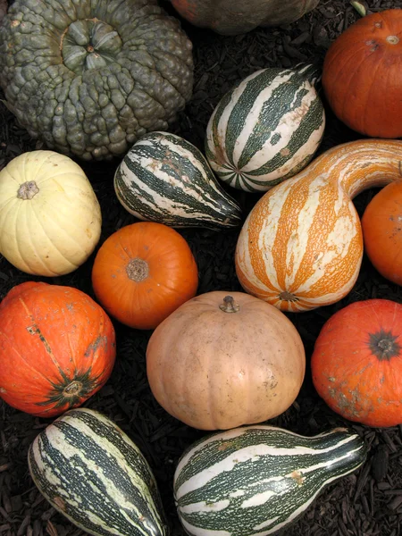 stock image Pumpkins and gourds