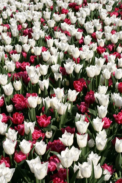 Tulips Royalty Free Stock Photos