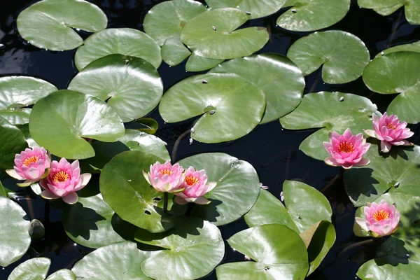 Water lilies in a pond Stock Photo