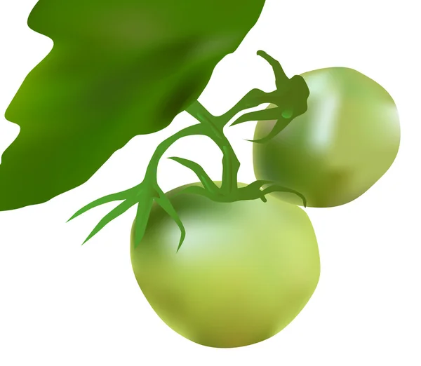 Grüne Tomaten — Stockvektor