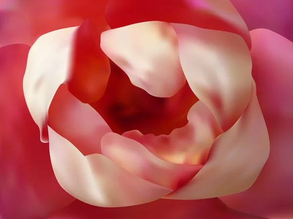 Beautiful rose close up — Stock Vector