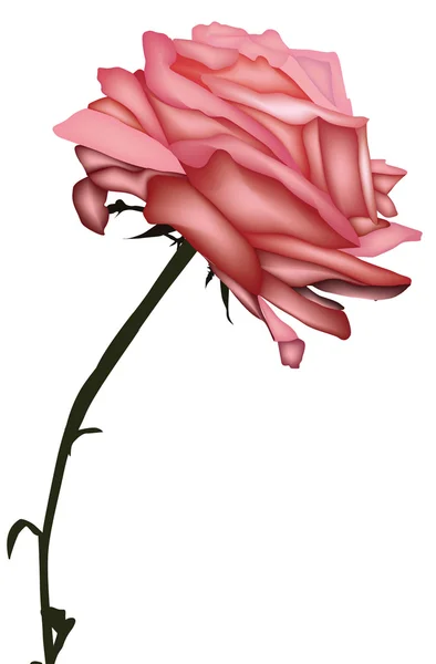 Rosa rosa — Archivo Imágenes Vectoriales