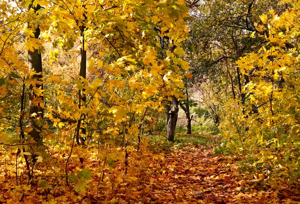 Autumnal park — Stock Photo, Image