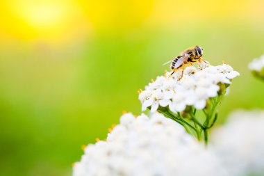 Bee on a flower in spring day clipart