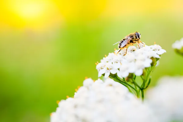 Bee on a flower in spring day — Stock Photo, Image