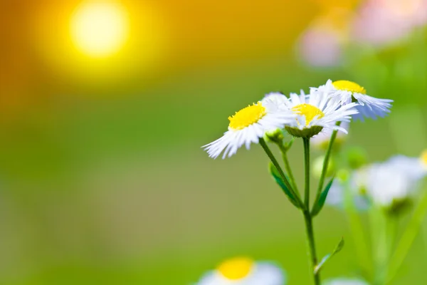 Daisy blommor i solnedgången ljus — Stockfoto