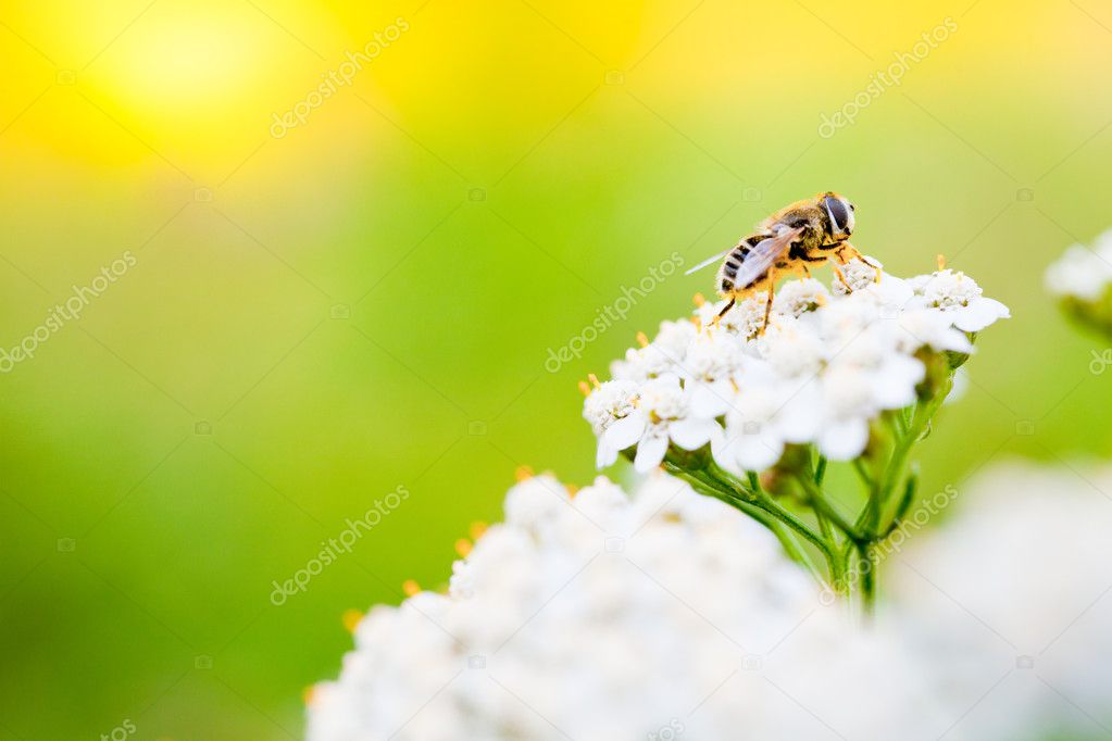 Bee on a flower in spring day