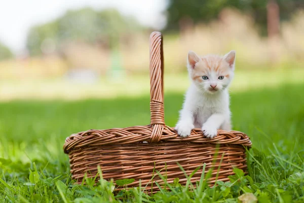 stock image Two little cats in wicker basket