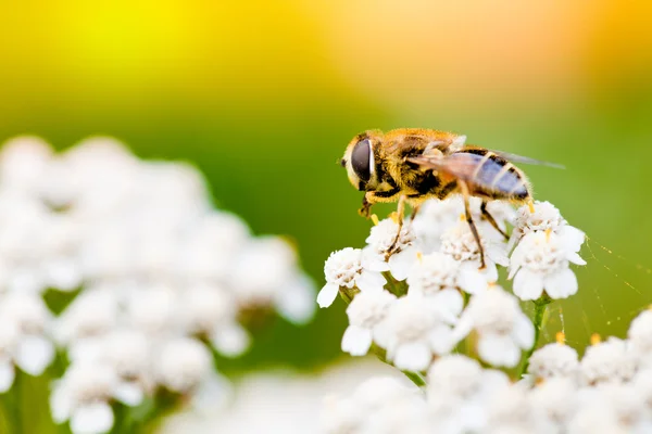Bee op een bloem in de lente — Stockfoto