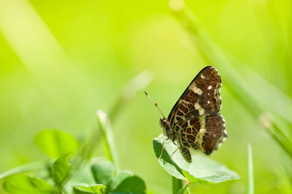 Бабочка на зеленой траве весной — стоковое фото