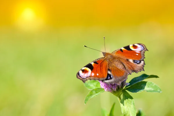 Mariposa en una flor en el día de primavera — Foto de Stock