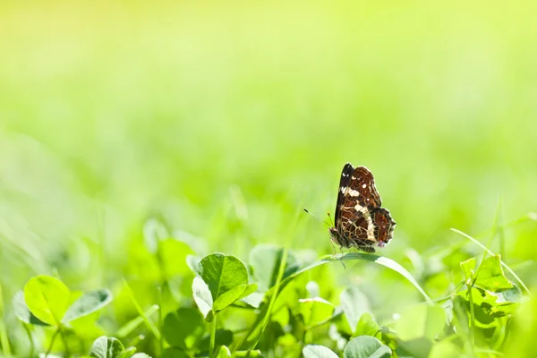 Motýl na zelené trávě v jarní den — Stock fotografie