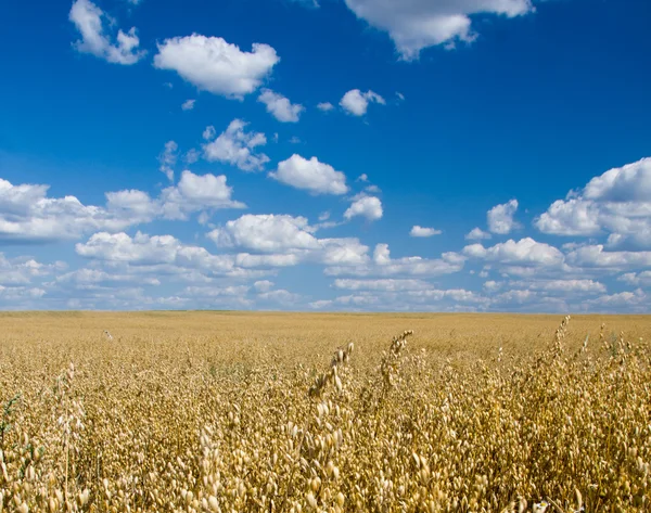 Campo de trigo dourado, céu azul e nuvens — Fotografia de Stock
