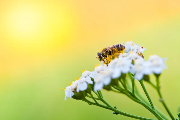 Pszczoła na kwiat w dzień wiosny — Zdjęcie stockowe