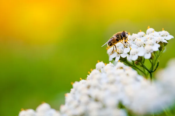 Včely na květu v jarní den — Stock fotografie