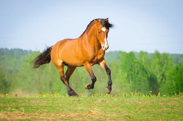 Cavalo da baía corre galope no verão — Fotografia de Stock
