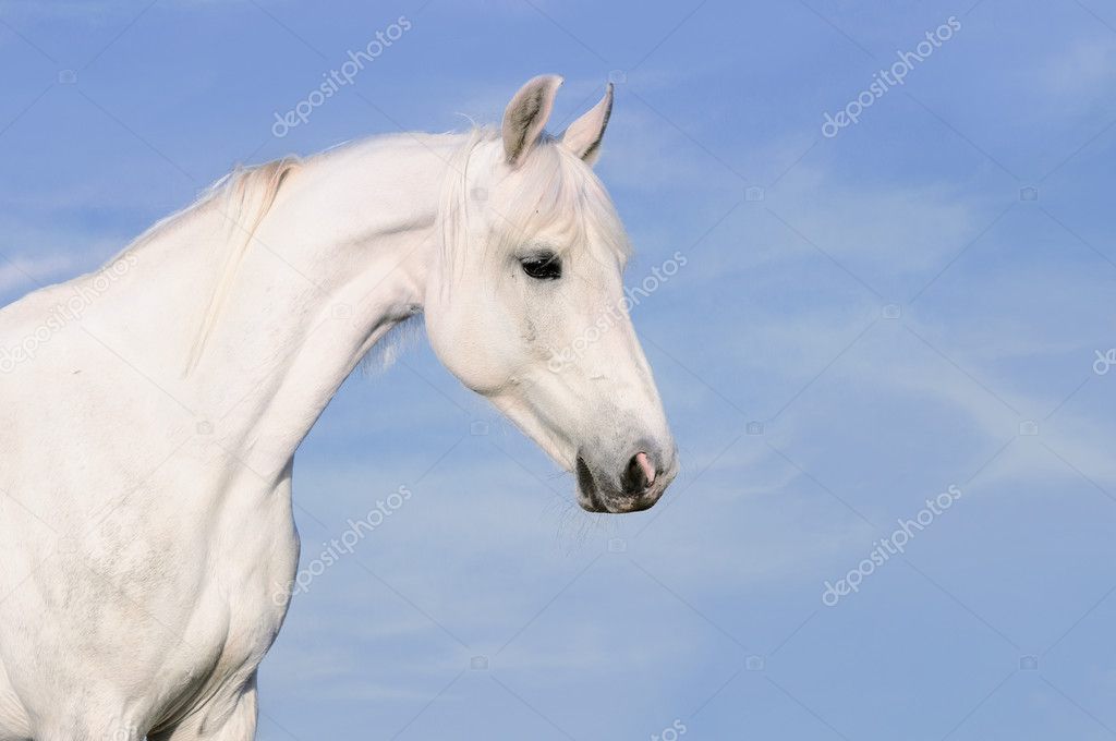 White horse portrait on the sky background