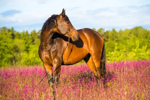 Retrato de cavalo de baía em flores rosa — Fotografia de Stock