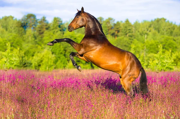 Κόλπο άλογο εκτροφή σε ροζ λουλούδια — Φωτογραφία Αρχείου