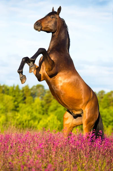 Bay horse rearing up on floral background — Stock Photo, Image