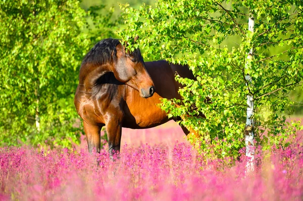 Retrato de cavalo de baía em flores cor-de-rosa e fundo de vidoeiro — Fotografia de Stock