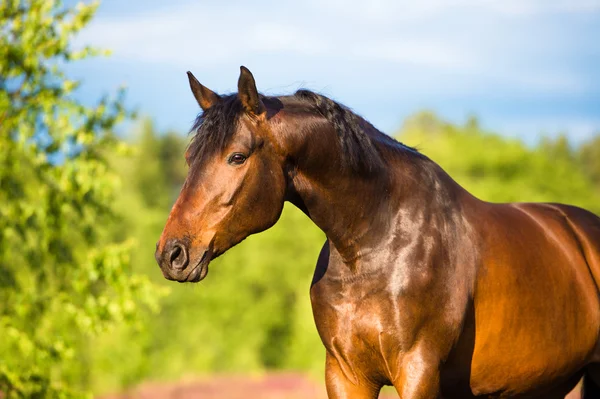 Lorbeer-Pferdeporträt im Sommer — Stockfoto