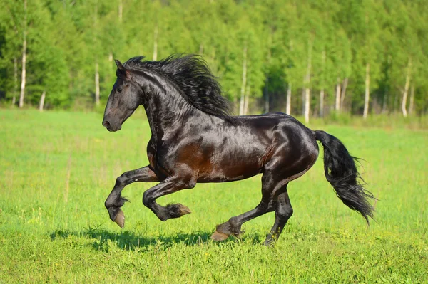 Zwarte paard draait galop op de weide — Stockfoto