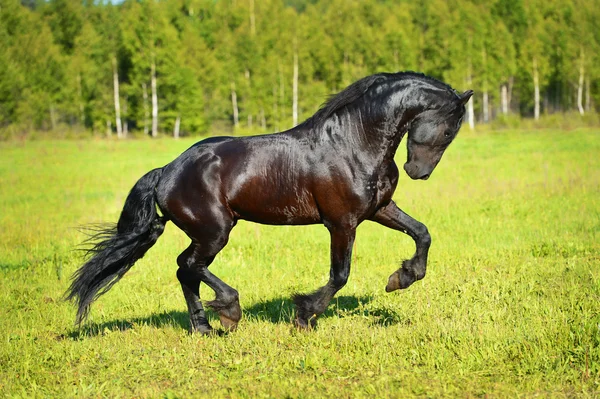 Schwarzes Pferd läuft galoppierend über die Wiese — Stockfoto