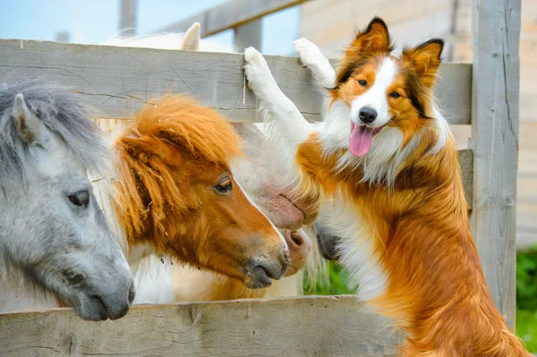 Pony and Border Collie dog, dating — Stock Photo, Image