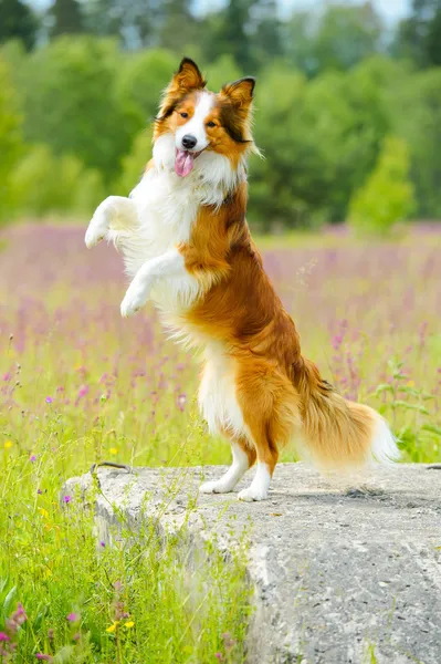 Border collie dog rearing up on the flowers background — Stock Photo, Image