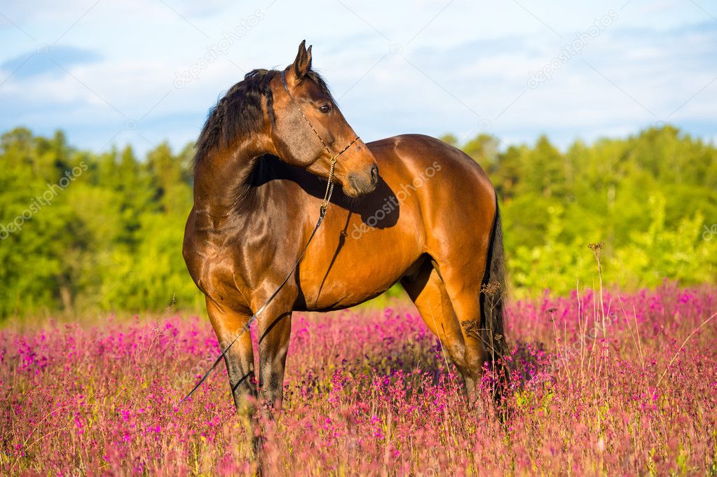 Bay horse portrait in pink flowers