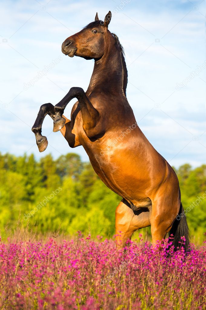 Bay horse rearing up on floral background — Stock Photo © vikarus #11173803