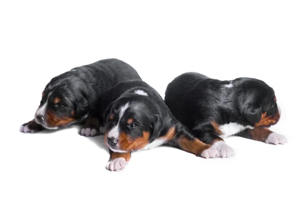 Tres cachorros appenzeller sennenhund, dos semanas de edad — Foto de Stock