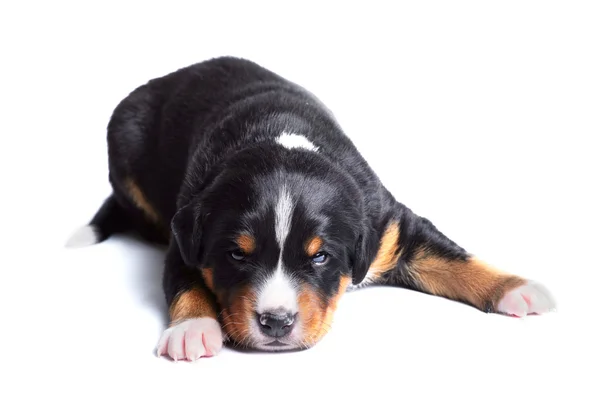 Cachorro appenzeller sennenhund, dos semanas de edad — Foto de Stock