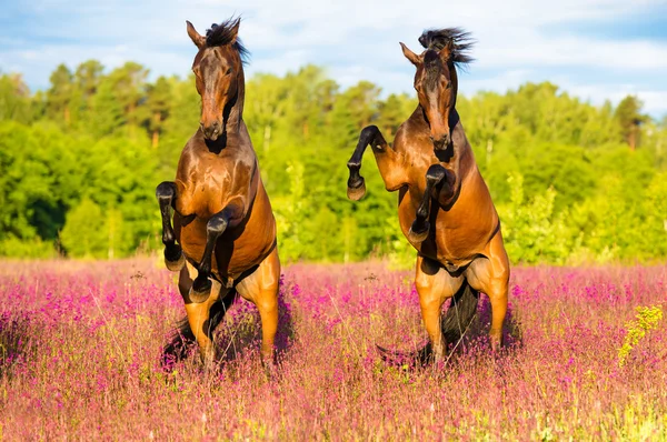 Δύο άλογα εκτροφή επάνω στο Λιβάδι ροζ λουλούδια — Φωτογραφία Αρχείου