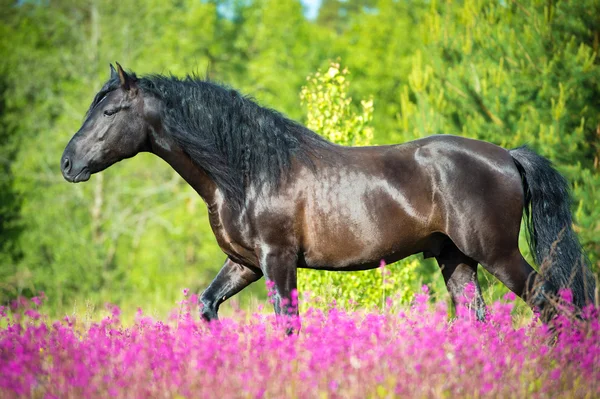 Cavalo preto caminhando no belo prado com flores — Fotografia de Stock