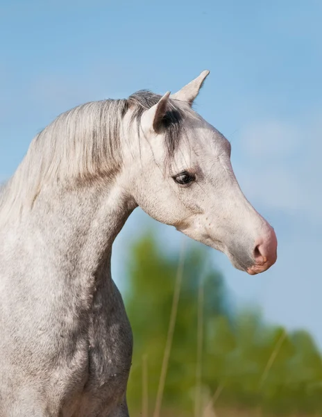 Witte paard portret op de zomer-achtergrond — Stockfoto