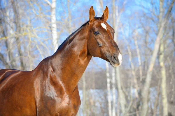 Porträt eines braunen hannoverschen Pferdehengstes — Stockfoto