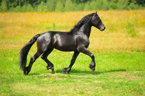 Cavalo preto corre trote no verão — Fotografia de Stock