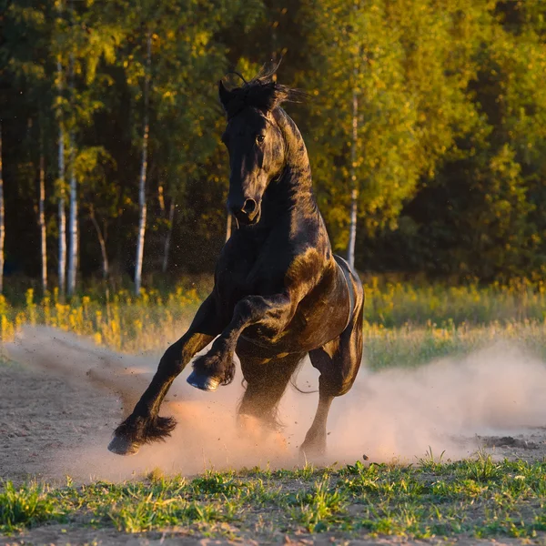 Cavalo negro corre galope ao pôr do sol — Fotografia de Stock