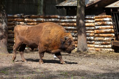 European bison clipart