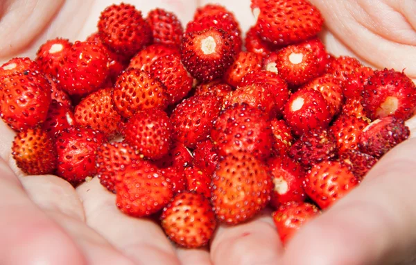 stock image Wild strawberries