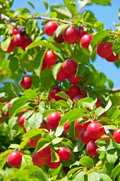 Красные фрукты — стоковое фото