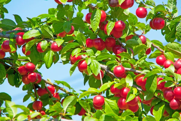 Red fruit — Stock Photo, Image