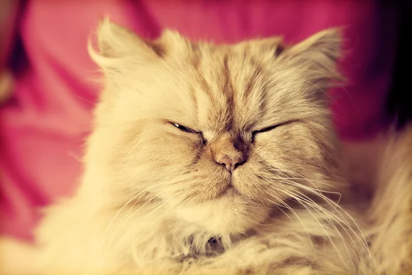 Cute Persian cat looking relaxed — Stock Photo, Image