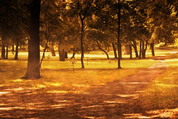Осенний парк. Сияние солнца — стоковое фото