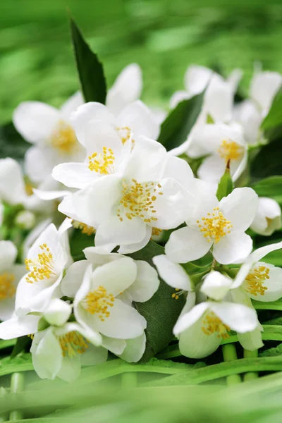 Flores de jazmín —  Fotos de Stock